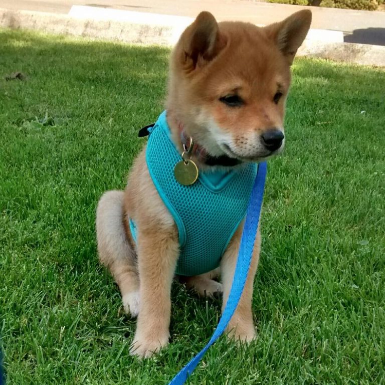 Shiba Inu