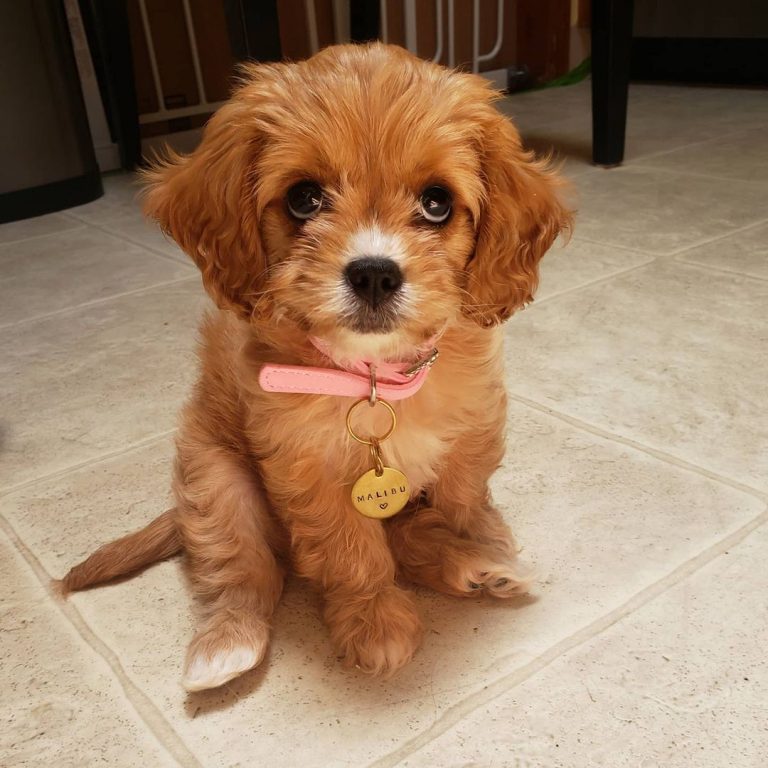 Cavapoo