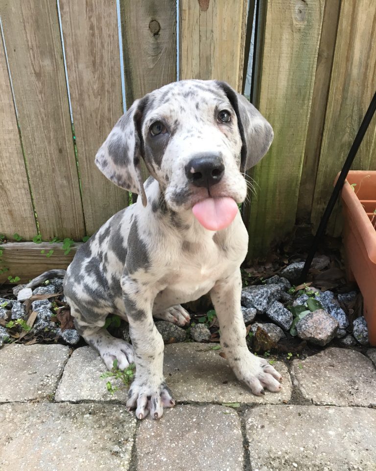 Great Dane