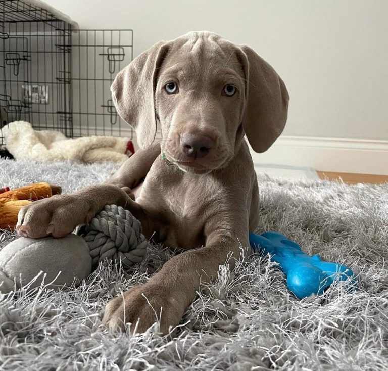 Weimaraner