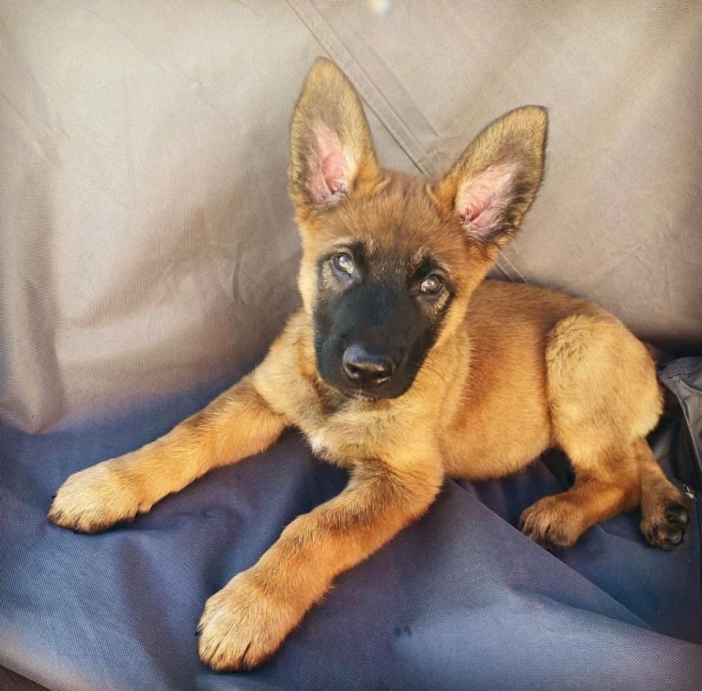 Belgian malinois