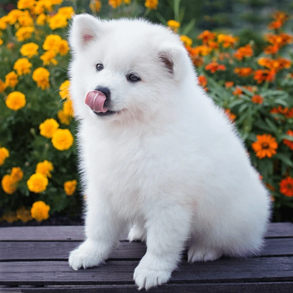 American Eskimo