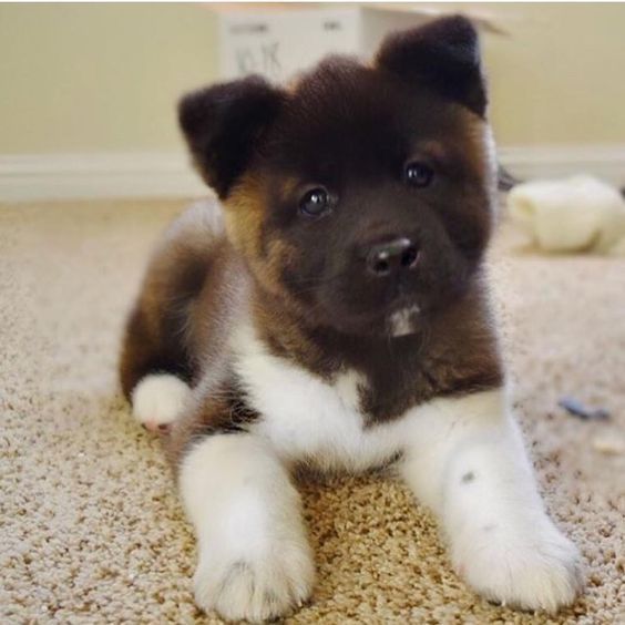 American Akita Dog