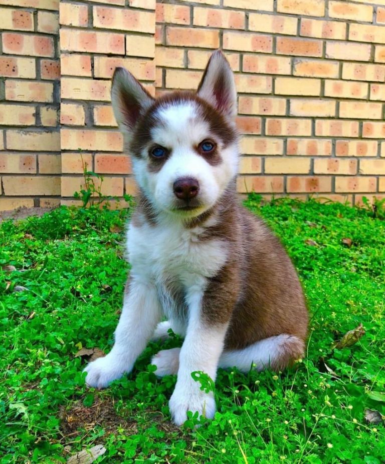 Siberian Husky