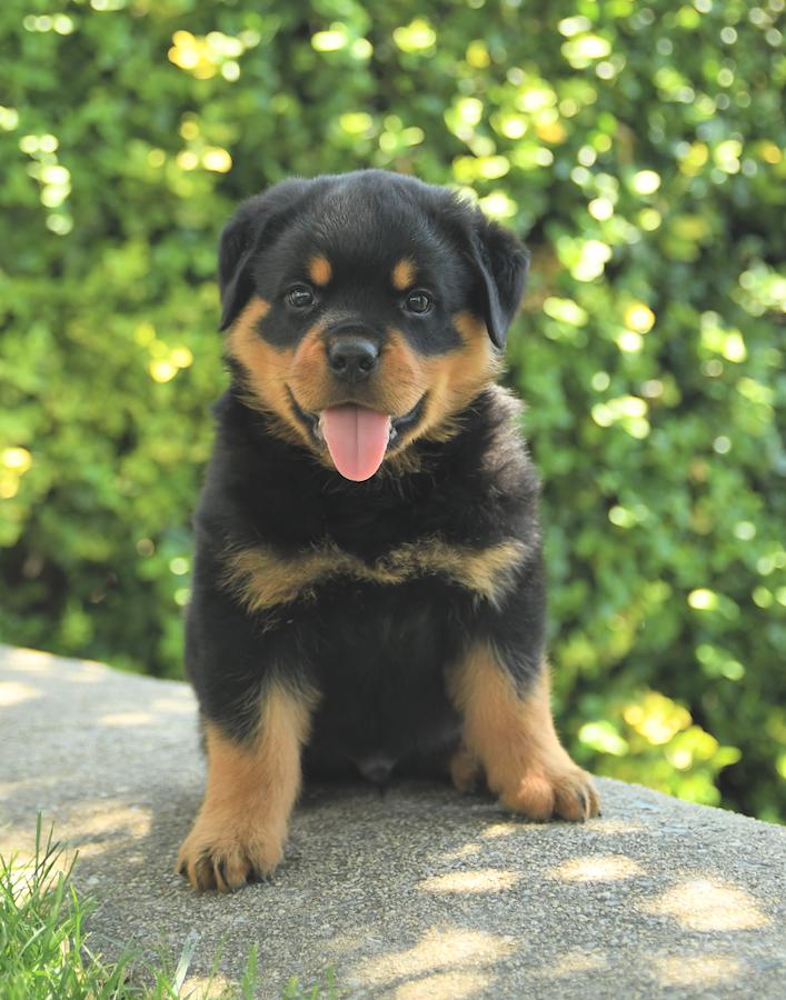 Rottweiler