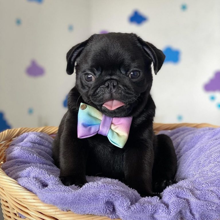 Pug