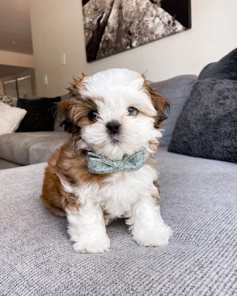 Shih Tzu