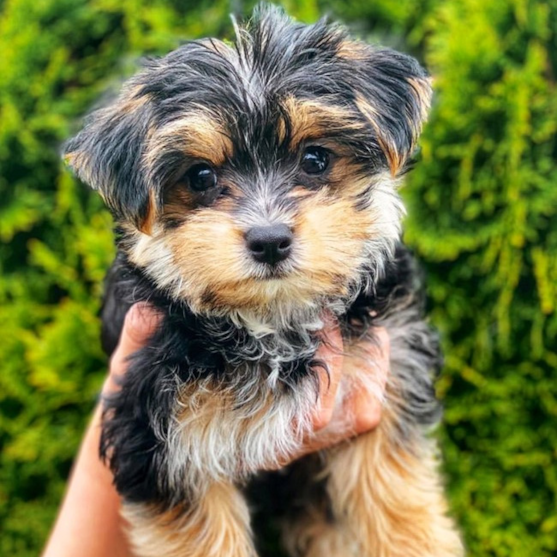 Morkie